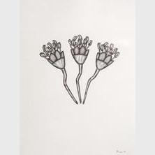 Nancy Blum - Untitled, from 36 Flowers
